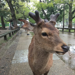 Asianometry YouTube channel logo